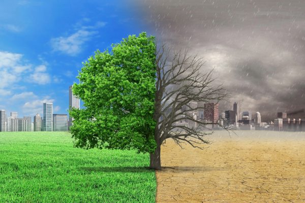 The concept of climate has changed. Half alive and half dead tree standing at the crossroads of climate change on city background. Save the environment.